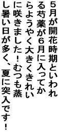 �䂪�Ƃ�䉖򂪑傫�����ꂢ�ɍ炫�܂����I 